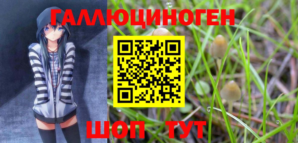 Псилоцибиновые грибы Psilocybe  Вход с VPN  Дзержинск 